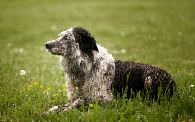 Обои картинки фото животные, собаки, трава, собака, лето