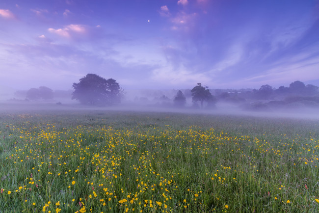 Обои картинки фото природа, луга, рассвет, утро, туман, дымка, деревья, англия, великобритания, луна, небо, облака, цветы