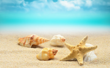 обоя разное, ракушки,  кораллы,  декоративные и spa-камни, песок, берег, summer, пляж, волны, sand, starfish, seashells, sea, blue, beach, море