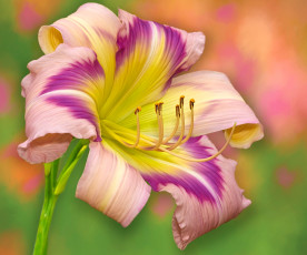 Картинка цветы лилии +лилейники тычинки макро лепестки фон лилейник