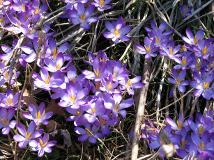 Картинка цветы крокусы фиолетовый цвет