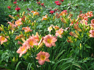 Картинка цветы лилии +лилейники оранжевый цвет