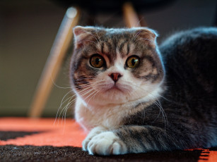 Картинка животные коты кошка взгляд мордочка
