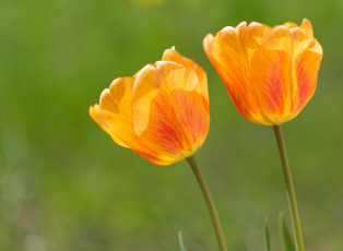 Картинка цветы тюльпаны оранжевый цвет