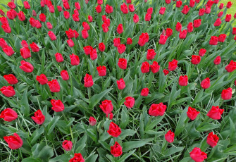 Картинка цветы тюльпаны красный цвет