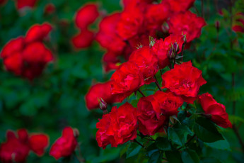 Картинка цветы розы куст боке бутоны красные
