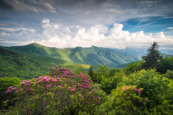 Картинка природа горы пейзаж цветы кусты