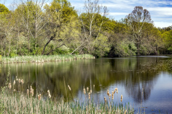 Картинка природа реки озера покой река вода деревья