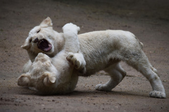 Картинка животные львы двое детеныши