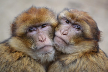 Картинка животные обезьяны двое в обнимку