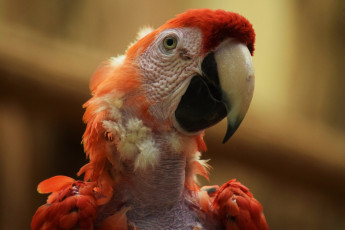 Картинка животные попугаи голова