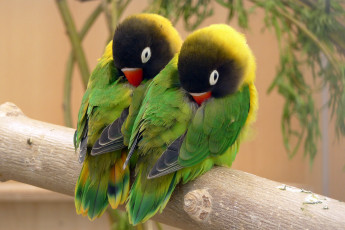Картинка животные попугаи птица клювик окрас перья попугай