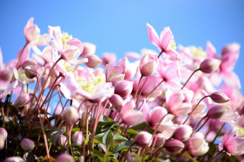 Картинка цветы клематис+ ломонос клематис макро розовый
