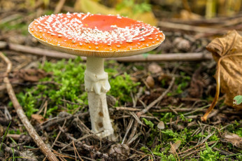 Картинка природа грибы +мухомор гриб ядовитый