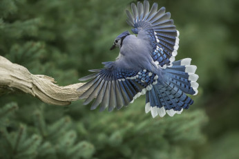 Картинка животные сойки перья хвост крылья птица сойка