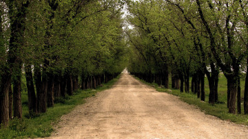 Картинка природа дороги дорога аллея проселочная деревья