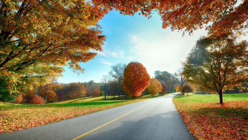 Картинка природа дороги листопад деревья осень шоссе