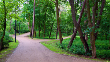 Картинка природа парк деревья фонарь аллеи