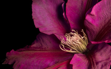 Картинка цветы клематис+ ломонос цветок клематис лепестки