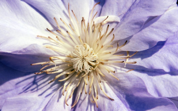 Картинка цветы клематис+ ломонос светлый цветок фиолетовый тычинки клематис
