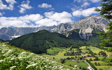 Картинка природа горы цветы альпы