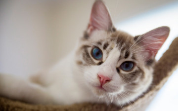 Картинка животные коты мордочка взгляд кошка
