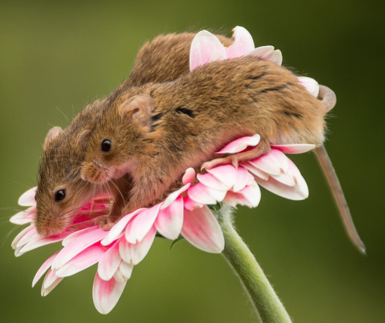 Обои картинки фото животные, крысы,  мыши, гербера, парочка, мышки, цветок