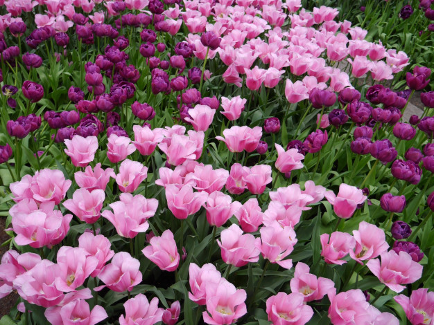 Обои картинки фото цветы, тюльпаны, розовый, цвет