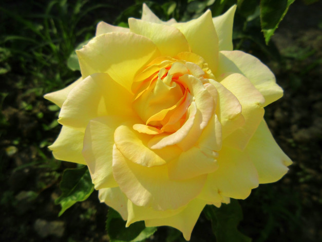 Обои картинки фото цветы, розы, жёлтая