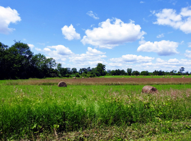 Обои картинки фото природа, луга, сено, трава, луг, лето
