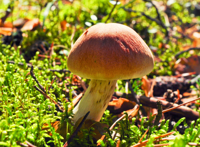 Обои картинки фото природа, грибы, шляпка