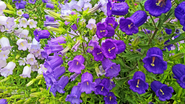 Обои картинки фото цветы, колокольчики, фиолетовый, цвет