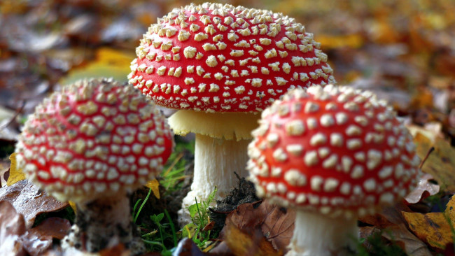 Обои картинки фото природа, грибы,  мухомор, троица, трио