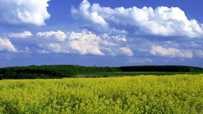 Обои картинки фото природа, поля, облака, поле, лето, горчица