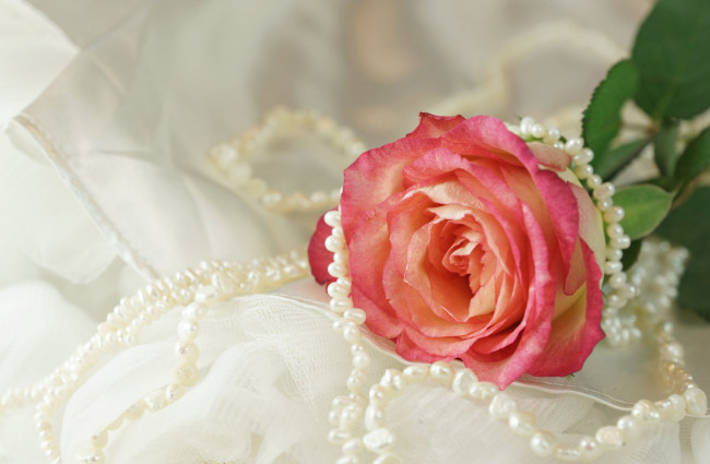 Обои картинки фото цветы, розы, ткань, ожерелье, цветок, роза, жемчуг
