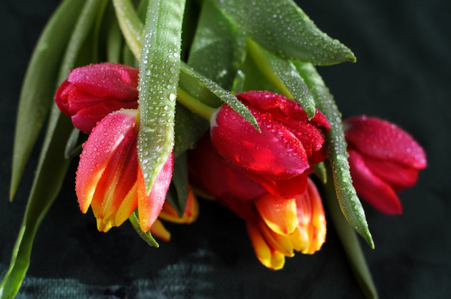 Обои картинки фото цветы, тюльпаны, вода, листья, капли