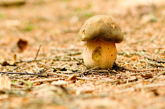 Обои картинки фото природа, грибы, грибок, крепыш