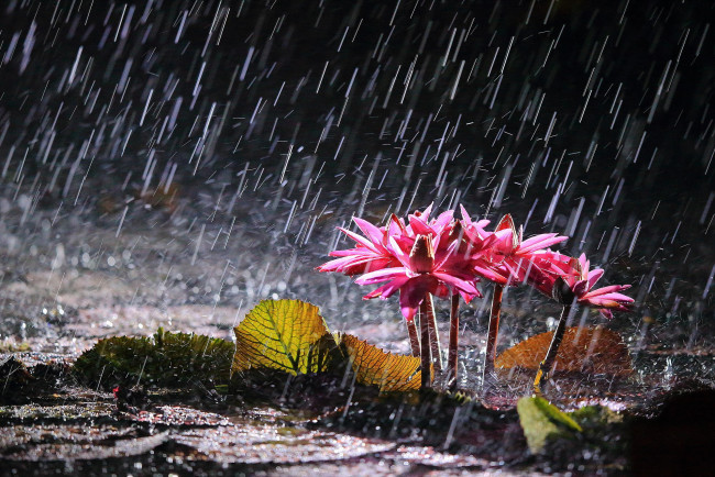 Обои картинки фото цветы, лилии водяные,  нимфеи,  кувшинки, дождь, водяные, лилии, озеро