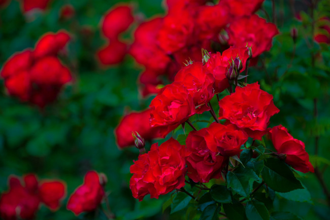 Обои картинки фото цветы, розы, куст, боке, бутоны, красные