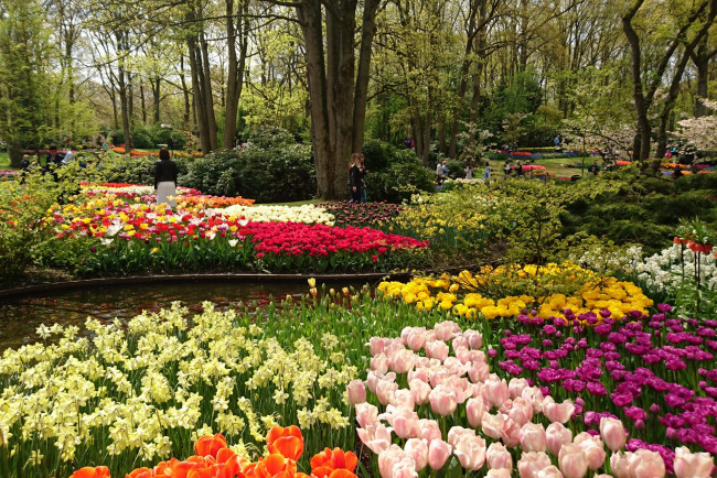 Обои картинки фото цветы, тюльпаны, деревья, водоем, парк