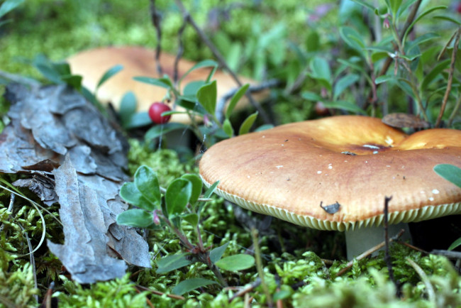 Обои картинки фото природа, грибы, сыроежка