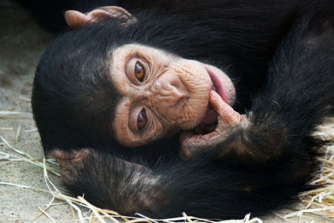 Обои картинки фото животные, обезьяны, палец, во, рту