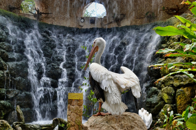 Обои картинки фото животные, пеликаны, листья, камни, вода