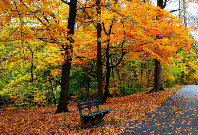 Обои картинки фото природа, парк, листопад, деревья, аллея, листья, осень, скамейка