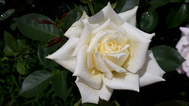 Обои картинки фото цветы, розы, белая, роза, макро, капли