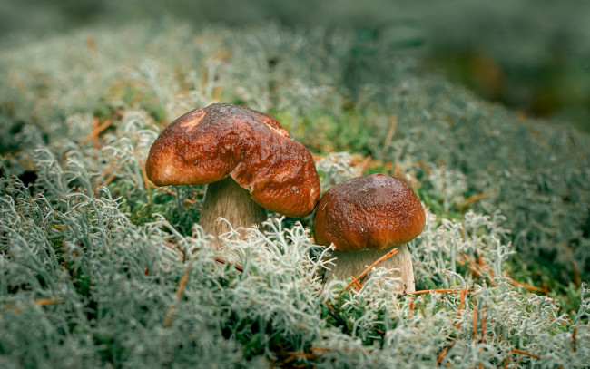 Обои картинки фото природа, грибы, грибная, семейка, дуэт, боровики, мох