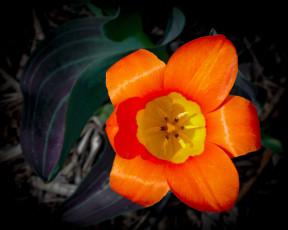 обоя kaufmanniana tulip, цветы, тюльпаны, kaufmanniana, tulip