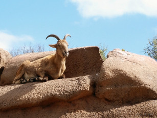Картинка животные козы камни