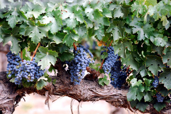 обоя природа, Ягоды, виноград, лоза, синий