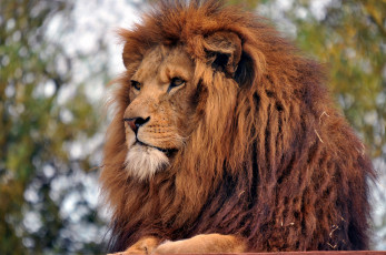 Картинка животные львы большой грозный рыжий шрамы хищник